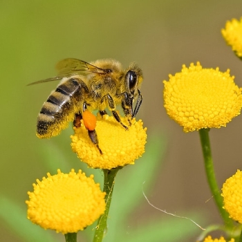 Pollenanalyse Honig